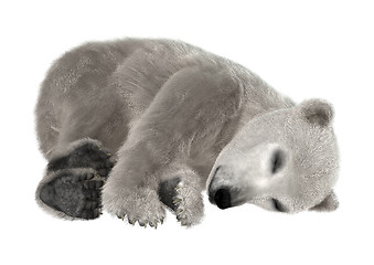 Image showing Polar Bear Cub