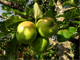 Image showing Apple