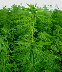 Image showing Hemp