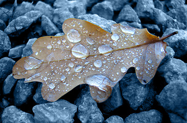 Image showing Oak Leaf With Raindrops