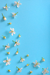 Image showing white cherry blossoms 