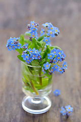 Image showing forget-me-not [Myosotis sylvatica]