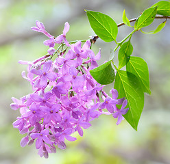 Image showing lilac violet flowers