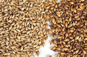 Image showing malt grains