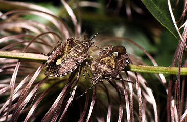 Image showing Pair of Sloe Bug on Clematis. Dolycoris baccarum.