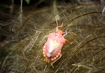 Image showing New hatched Sloe bug on Clematis. Dolycoris baccarum.