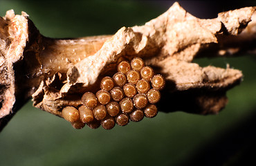 Image showing Egg of Sloe Bug.