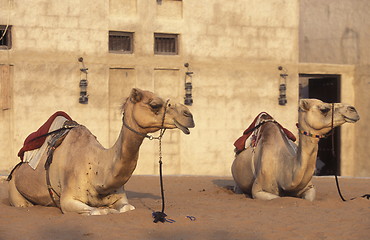 Image showing ARABIA EMIRATES DUBAI