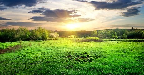 Image showing Green grass and trees