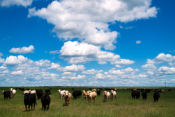 Image showing Cows Come When Called Beautiful Day Ranch Livestock