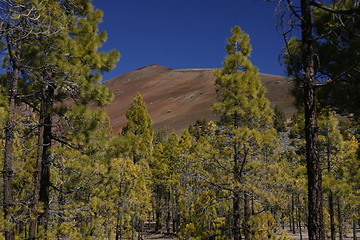 Image showing SPAIN CANARY ISLANDS TENERIFE