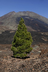 Image showing SPAIN CANARY ISLANDS TENERIFE