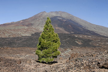 Image showing EUROPA, SPANIEN, KANARISCHE INSELN, TENERIFFA, VULKAN, TEIDE,