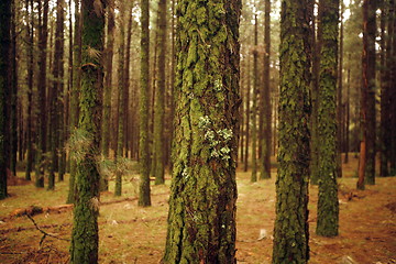 Image showing EUROPA, SPANIEN, KANARISCHE INSELN, TENERIFFA, WALD, HOLZ