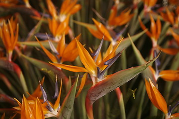 Image showing SPAIN CANARY ISLANDS TENERIFE