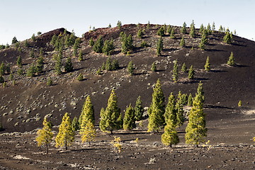 Image showing SPAIN CANARY ISLANDS TENERIFE