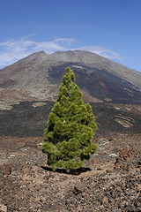 Image showing SPAIN CANARY ISLANDS TENERIFE