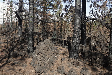 Image showing SPAIN CANARY ISLANDS TENERIFE