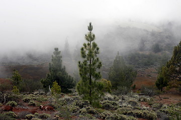 Image showing SPAIN CANARY ISLANDS TENERIFE