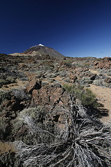 Image showing SPAIN CANARY ISLANDS TENERIFE