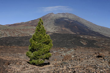 Image showing SPAIN CANARY ISLANDS TENERIFE