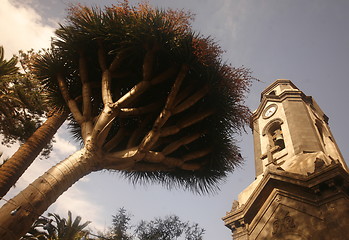 Image showing SPAIN CANARY ISLANDS TENERIFE