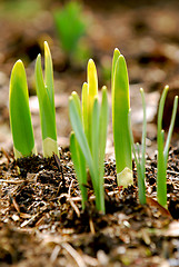 Image showing Spring shoots