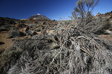 Image showing SPAIN CANARY ISLANDS TENERIFE