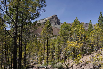 Image showing SPAIN CANARY ISLANDS TENERIFE