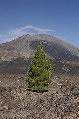 Image showing SPAIN CANARY ISLANDS TENERIFE