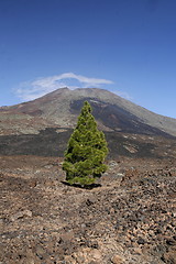 Image showing SPAIN CANARY ISLANDS TENERIFE