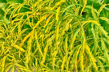 Image showing Green leaf, macro at sunny day.