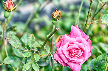 Image showing Pink Flowers Blossoming Tree Branch