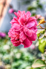 Image showing Pink Flowers Blossoming Tree Branch