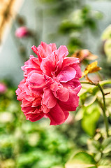 Image showing Pink Flowers Blossoming Tree Branch