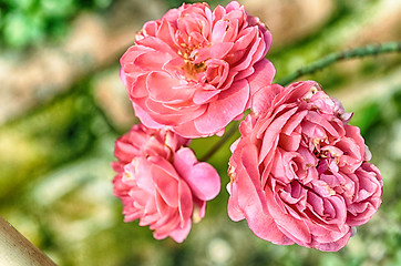 Image showing Pink Flowers Blossoming Tree Branch