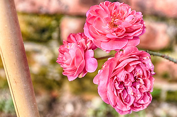 Image showing Pink Flowers Blossoming Tree Branch