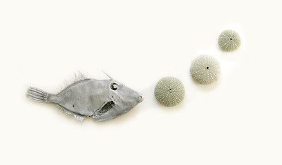 Image showing Fish and ocean objects.