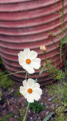 Image showing Flowers for spring.