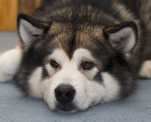 Image showing Alaskan Malamute Dog