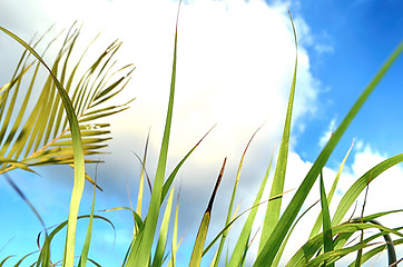 Image showing abstract view of green grass over the blue sky