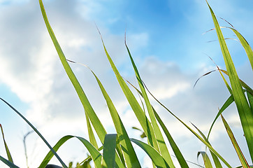 Image showing abstract view of green grass over the blue sky