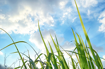 Image showing abstract view of green grass over the blue sky