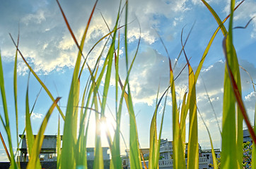 Image showing abstract view of green grass over the blue sky