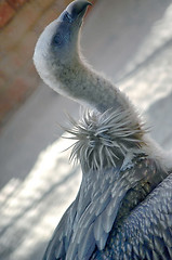 Image showing Portrait of an American Bald Eagle