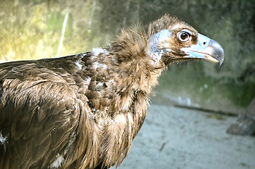 Image showing Portrait of an American Bald Eagle