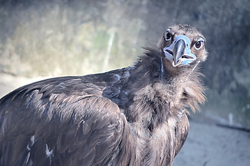 Image showing Portrait of an American Bald Eagle