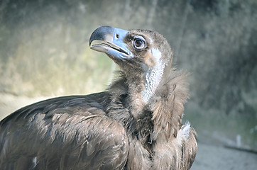 Image showing Portrait of an American Bald Eagle