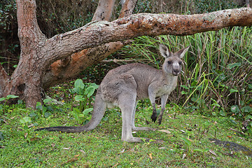 Image showing Kangaroo in the bush