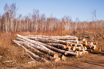 Image showing Trees Logs Sit Stacked Northern Minnesota Logging Operation